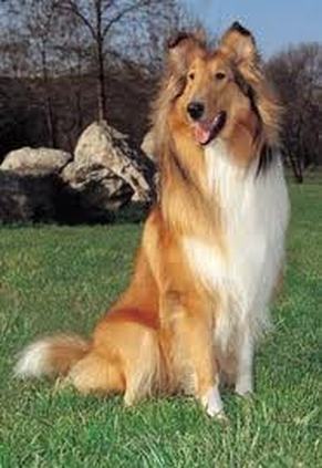 the collie